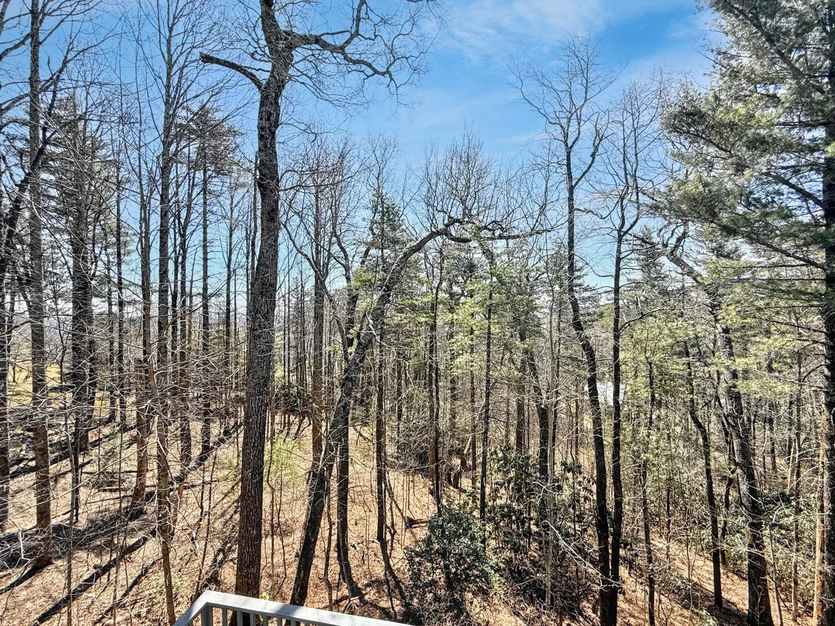 A tranquil forested scene with tall trees stretching towards the sky, their bare branches and green pines mixing in dappled sunlight on the forest floor. The image captures the serene mood of the woods and hints at hidden paths, inviting hikers and nature lovers to explore. The natural landscape is undisturbed, offering a sense of immersion in the heart of the Blue Ridge Mountains.